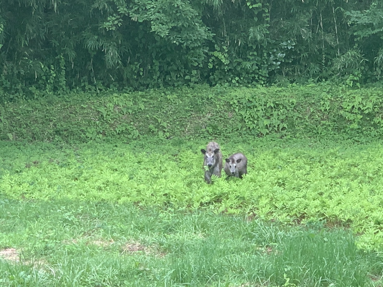 森から動物が下りてきた話 
