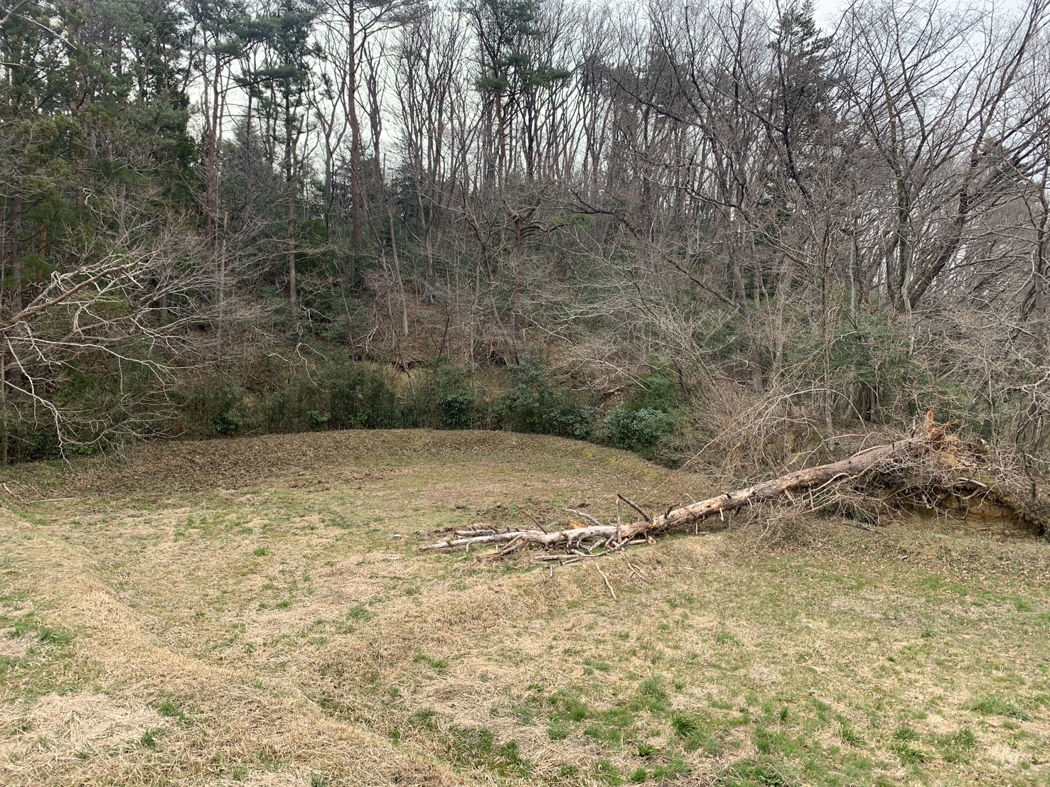 新しいneglaが着工しました